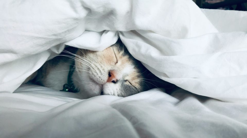 white cat sleeps under white comforter